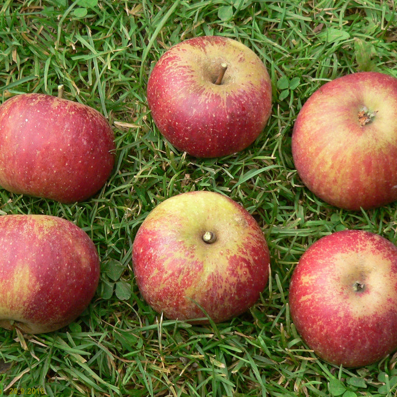 Zone 4 Apple Trees