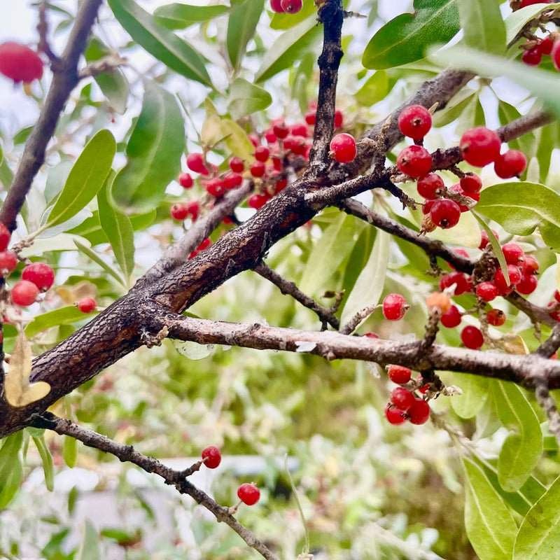 Berries