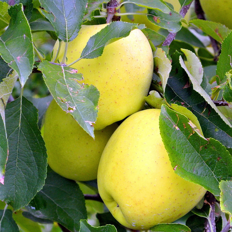 Zone 2 Cooking & Baking Apples