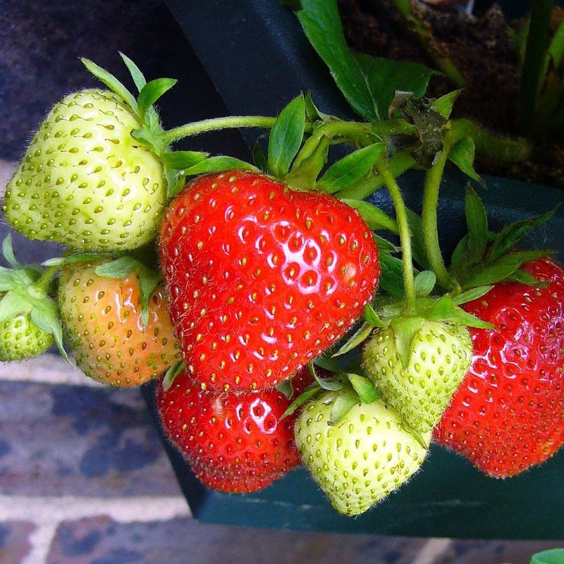 Disease-Resistant Berries & Vines