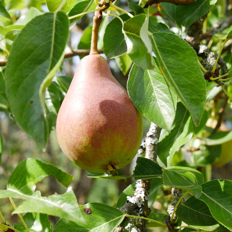 Late-Blooming Pears