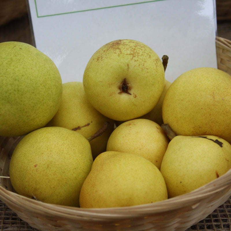 Zone 3 Pear Trees