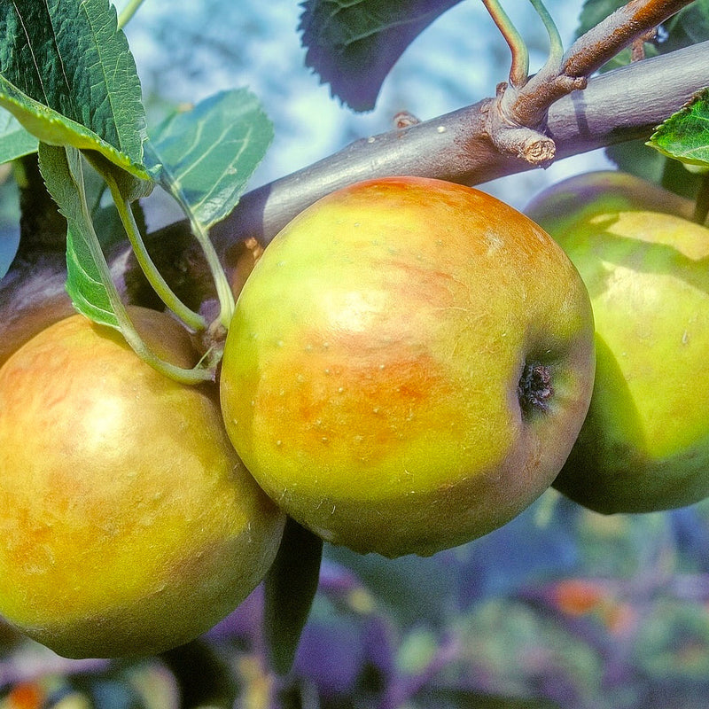 Zone 4 Disease-Resistant Apples