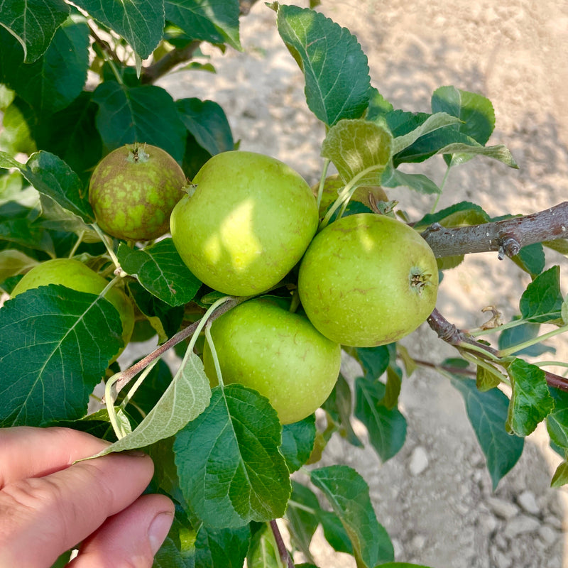 Zone 2 Apple Trees