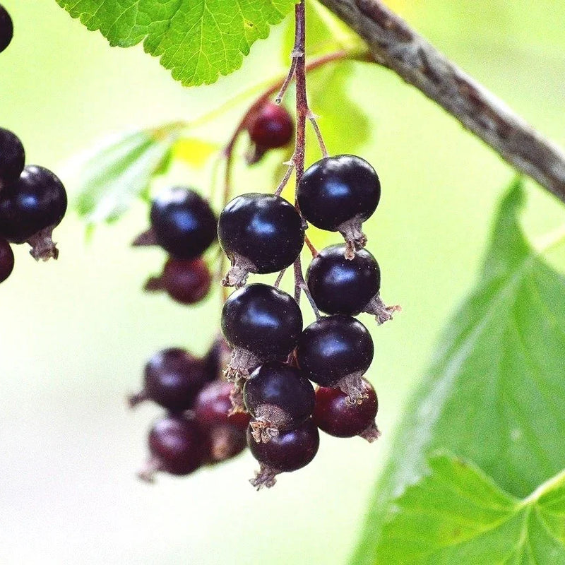 Berries