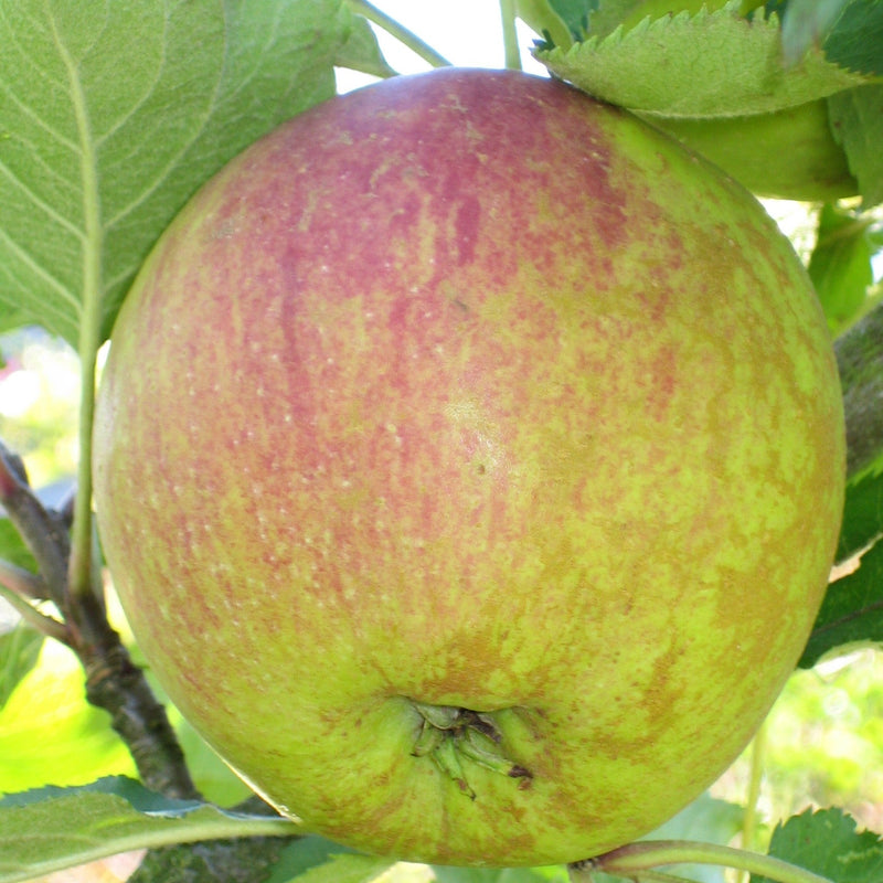 Zone 3 Fresh-Eating Apples