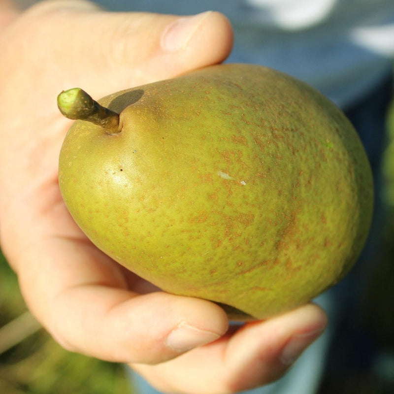 Mid-Blooming Pears