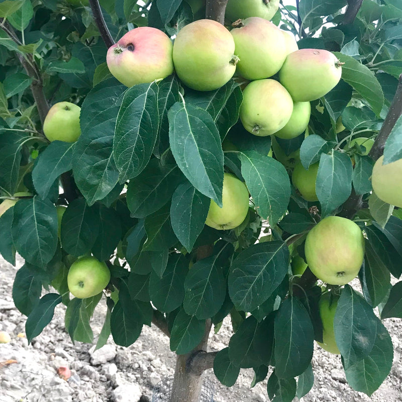 Early-Blooming Apples