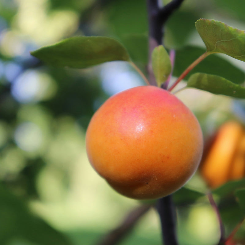 Zone 3 Apricot Trees