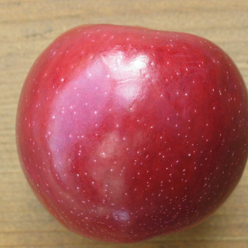 Cedar-Apple Rust Resistant