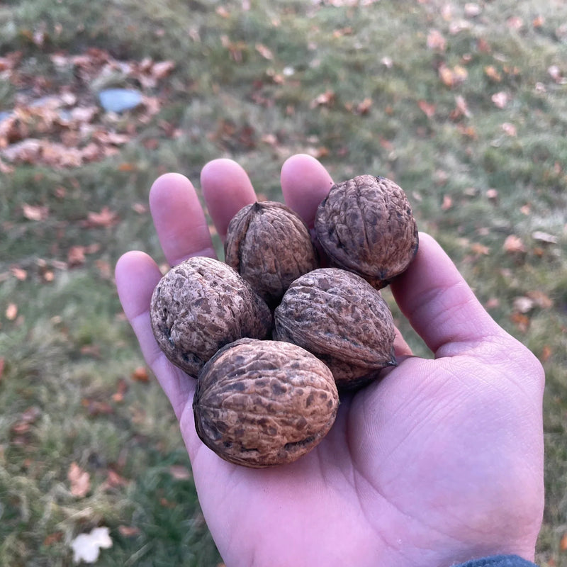 Walnut Trees