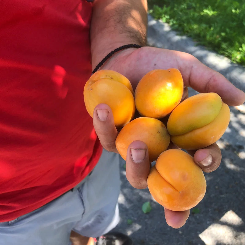 Zone 2 Self-Fertile Fruit Trees