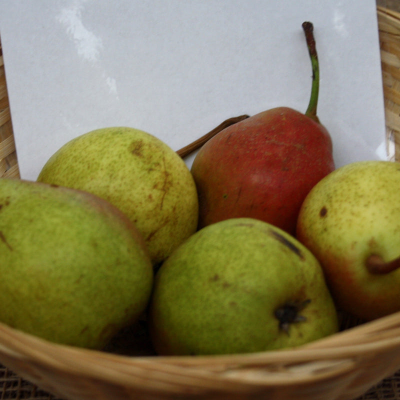 Late Pears