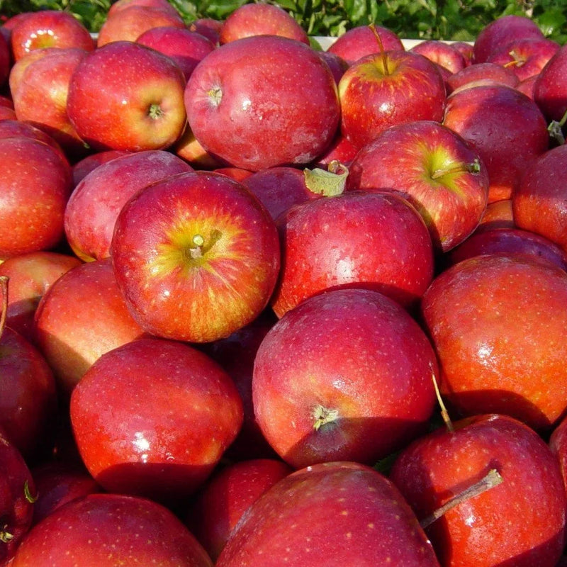 Late-Blooming Fruit Trees