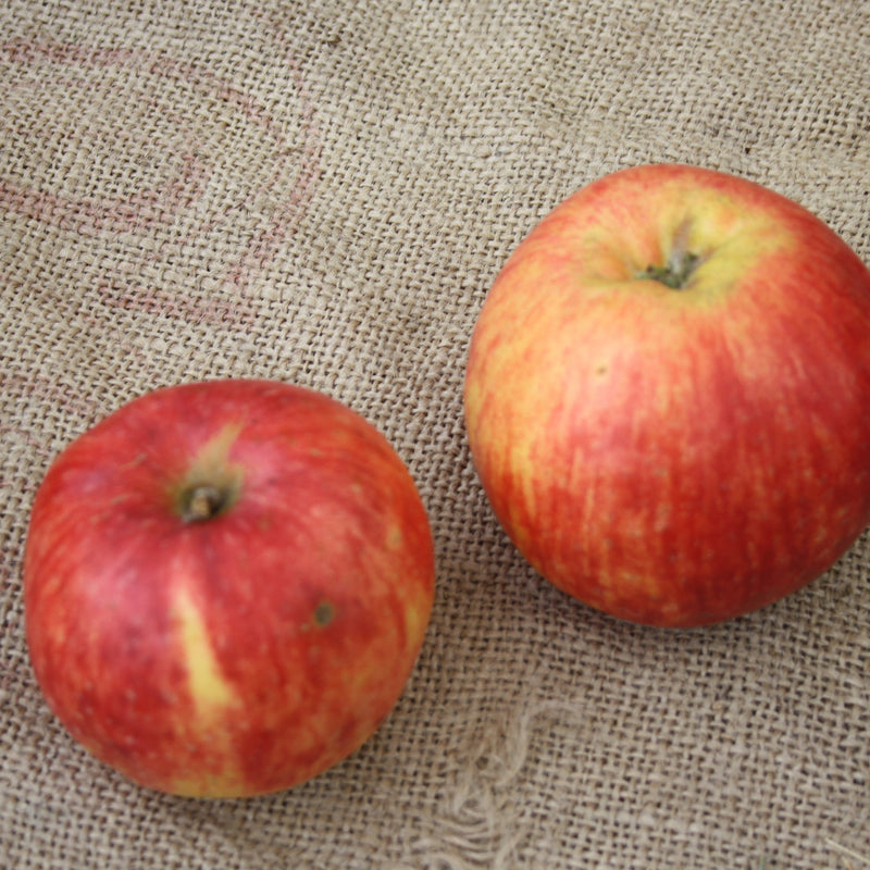 Zone 2 Fresh-Eating Apples