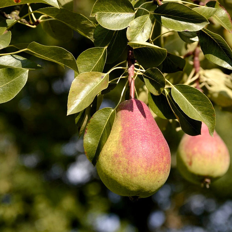 Disease-Resistant Pears