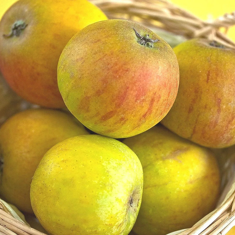 Zone 4 Fresh-Eating Apples