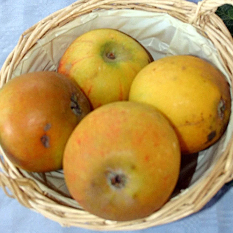 Zone 4 Cooking & Baking Apples