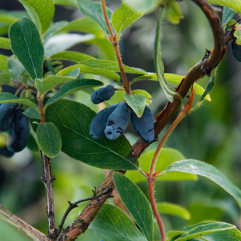 Zone 4 Berries, Shrubs & Vines