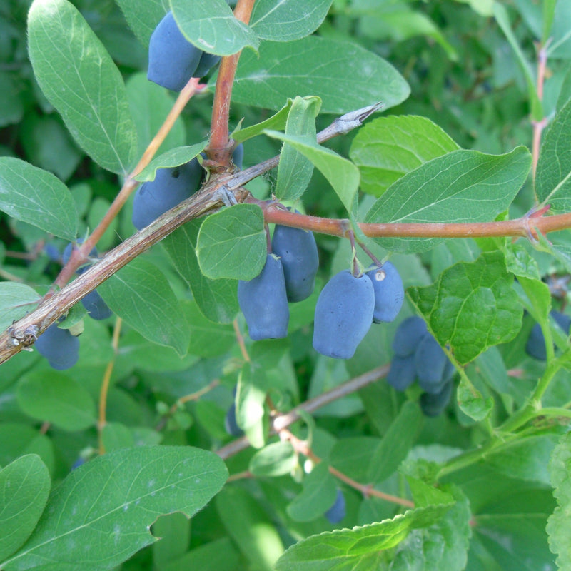 Blueberries, Honeyberries & Huckleberries