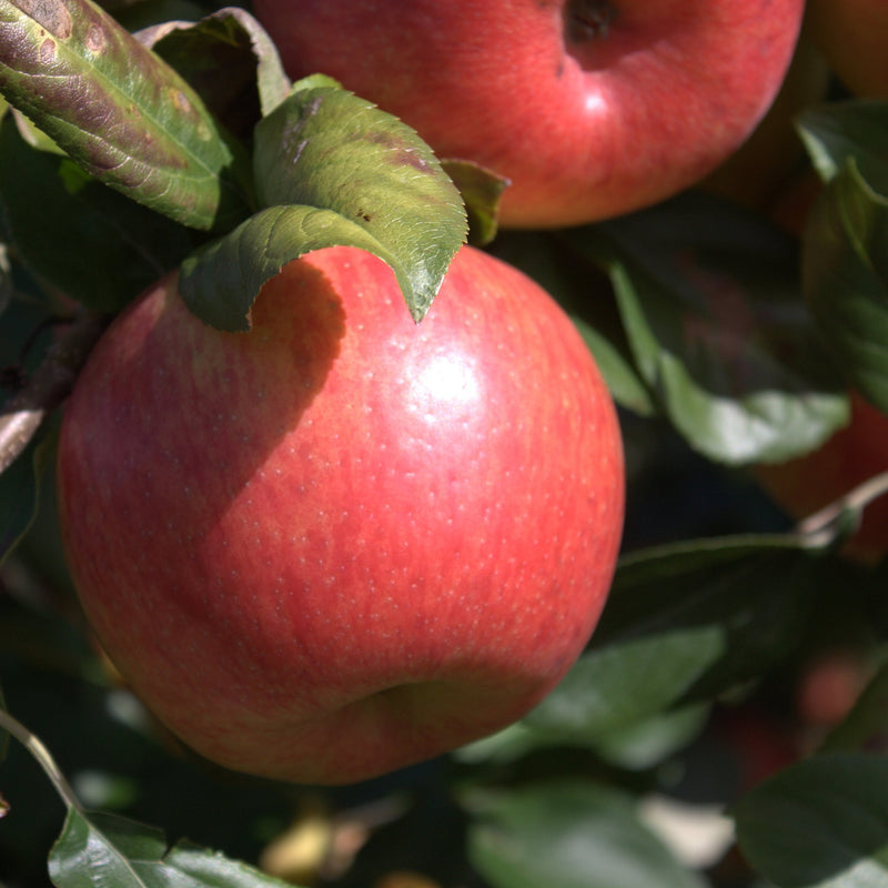 Zone 2 Fruit for Winter Storage