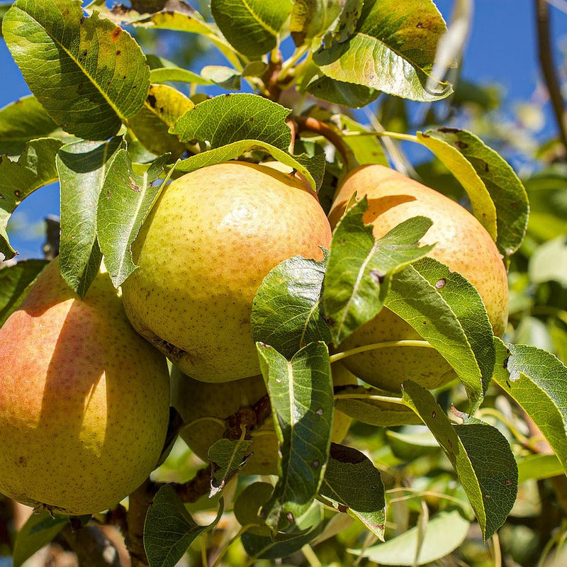 Self-Fertile Pear Trees