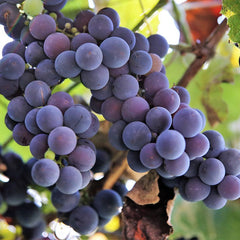 Red Wine Grapes