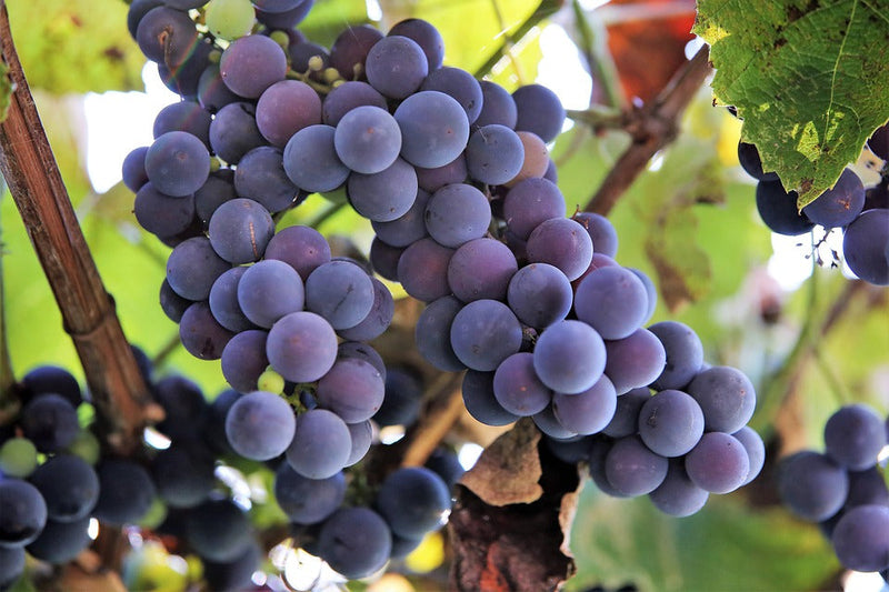 Red Wine Grapes