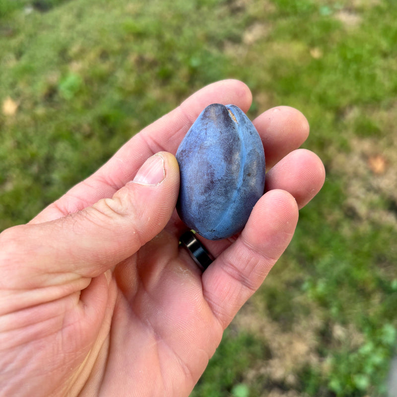 Plums