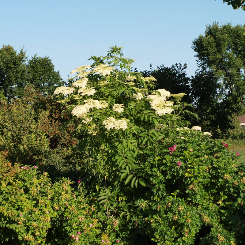 Zone 3 Plants for Wildlife
