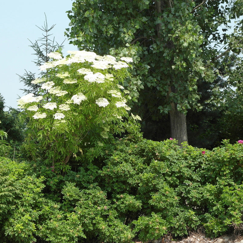 Zone 4 Plants for Wildlife