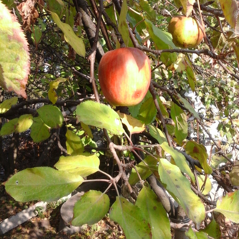 Zone 5 Apple Trees