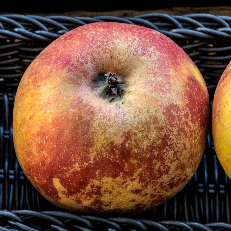 Triploid Apple Trees