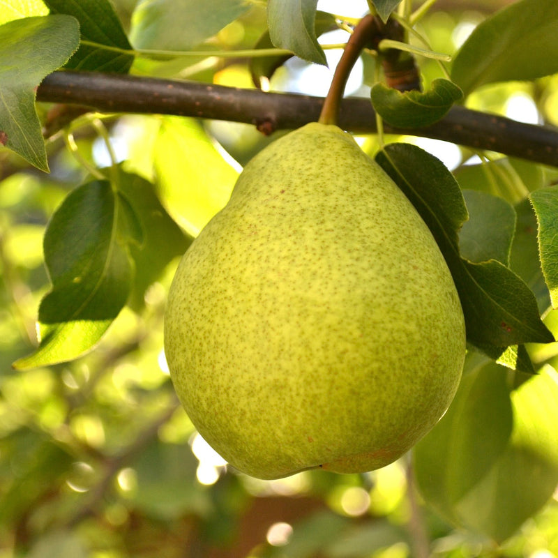 Zone 2 Pear Trees