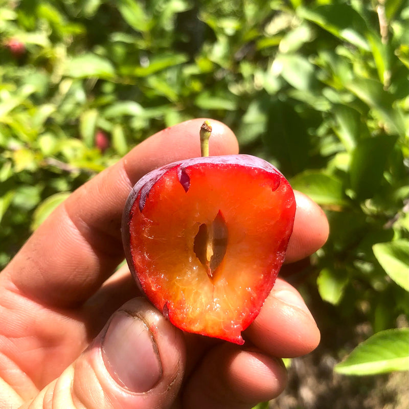 Early-Blooming Hybrid Plums