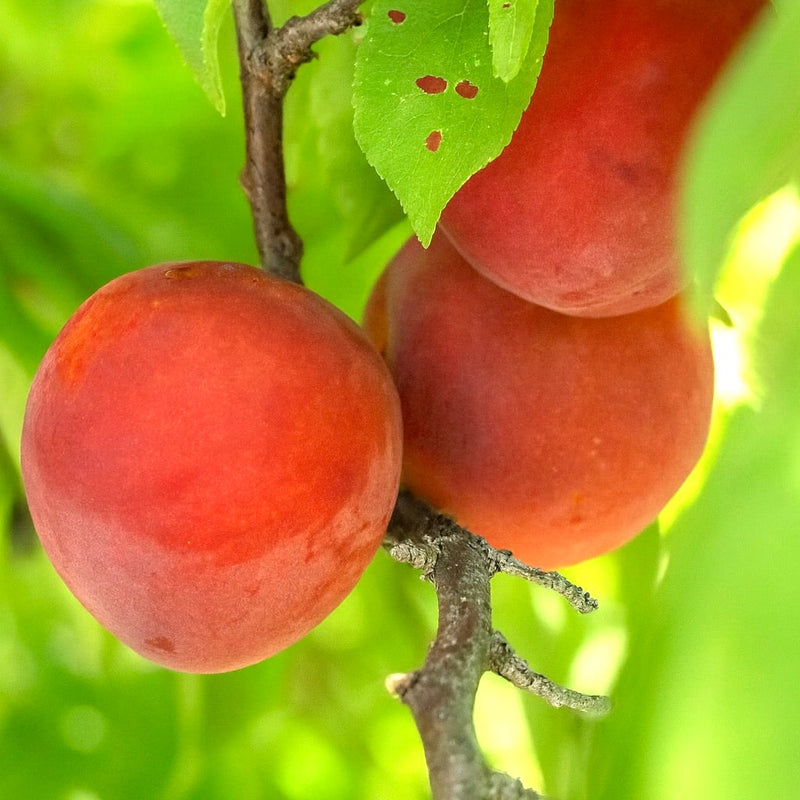 Hybrid Plum Trees