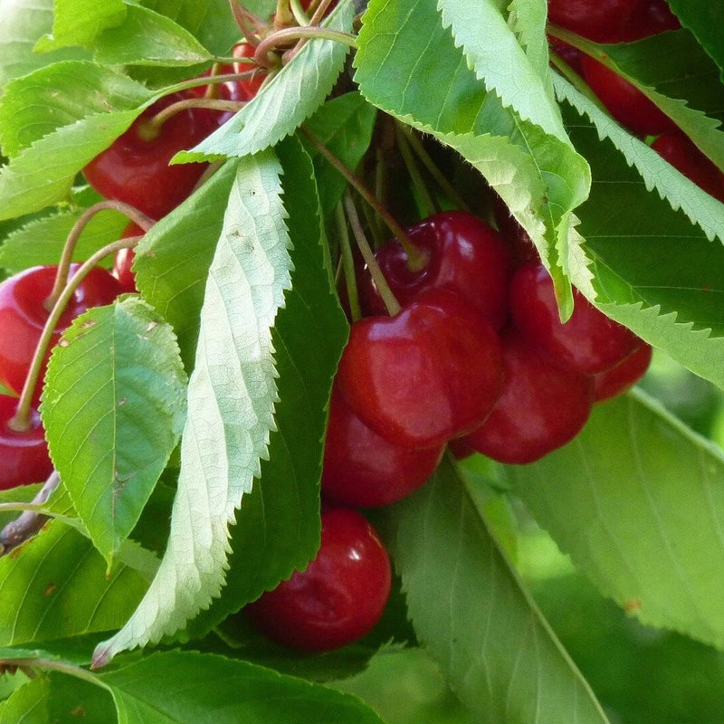 Self-Fertile Cherry Trees