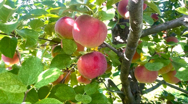 Fire Blight Resistant Apples