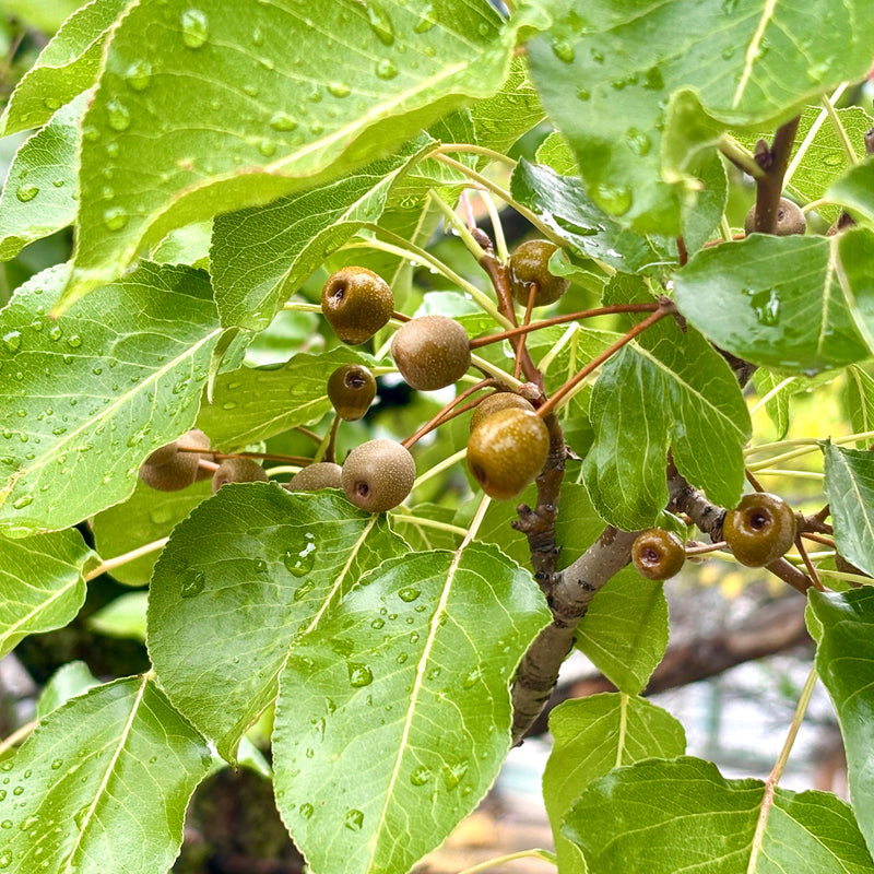 Early-Blooming Pears