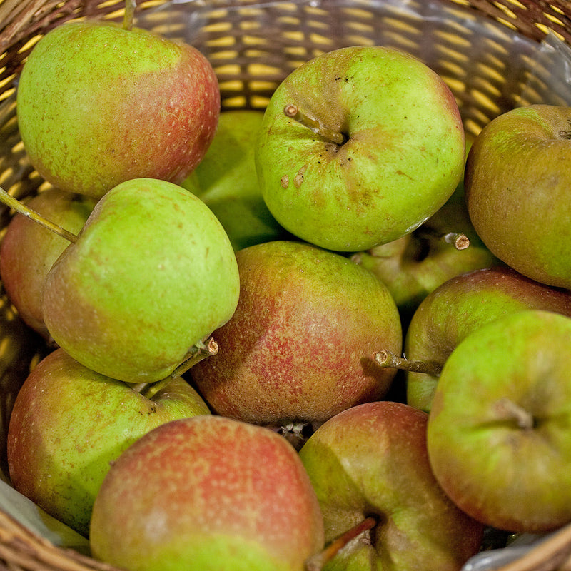 Heirloom Apple Trees