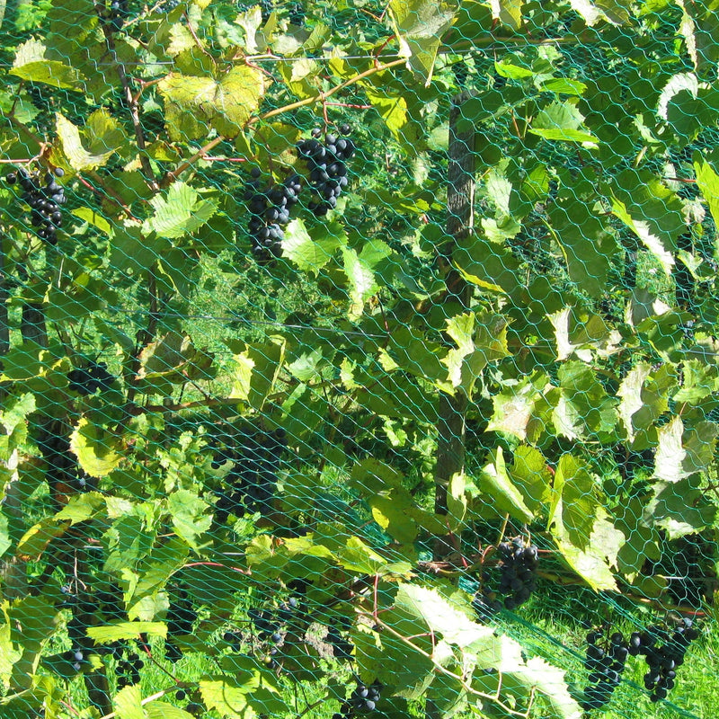 Grapes