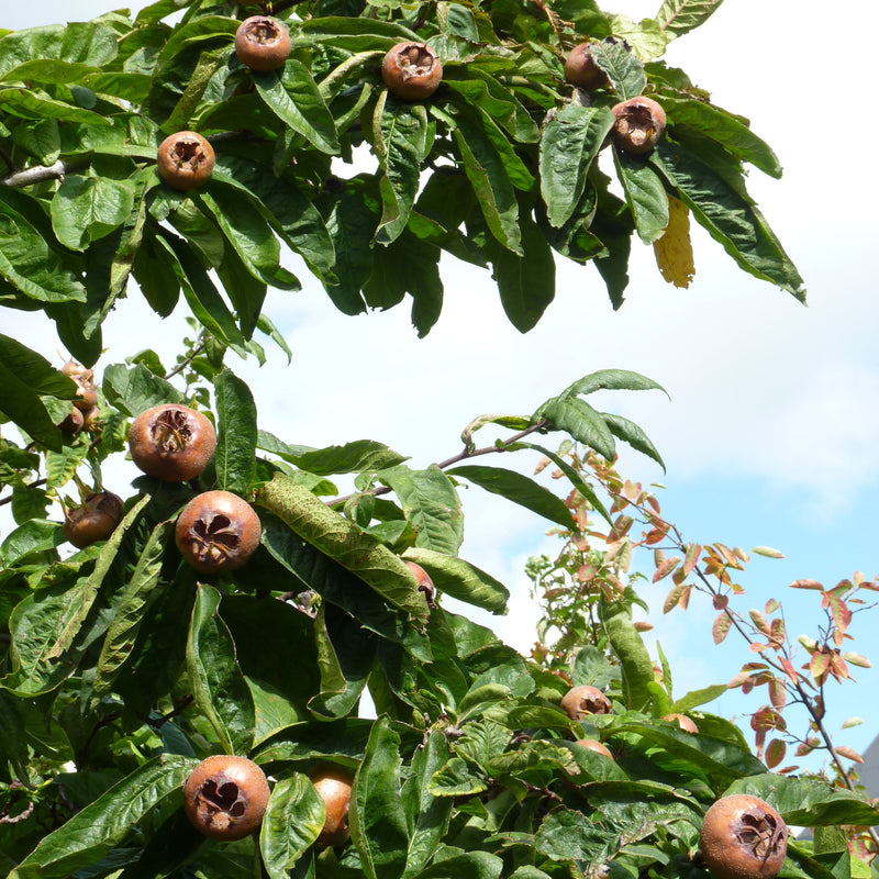 Unusual Fruit