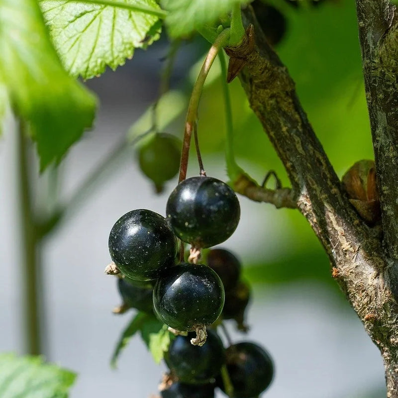 Zone 2 Native Plants