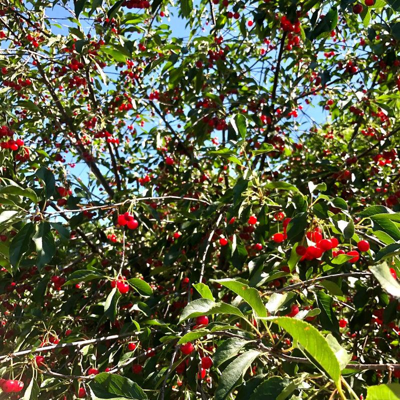 Cherries