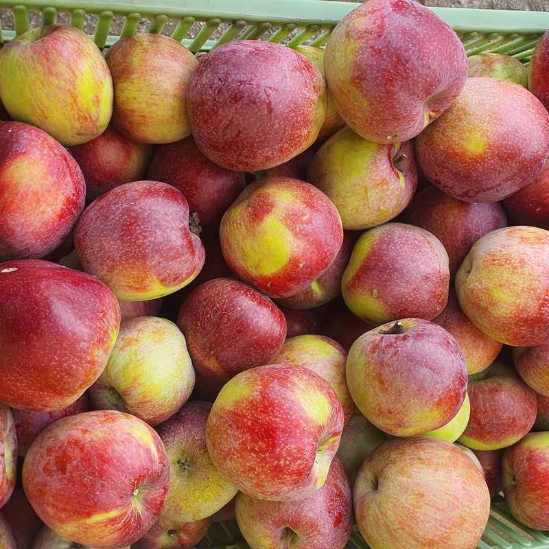 Scab-Resistant Apples