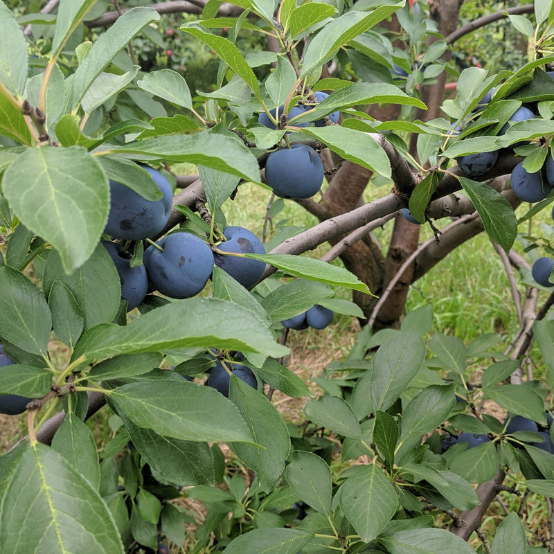 European Plum Trees