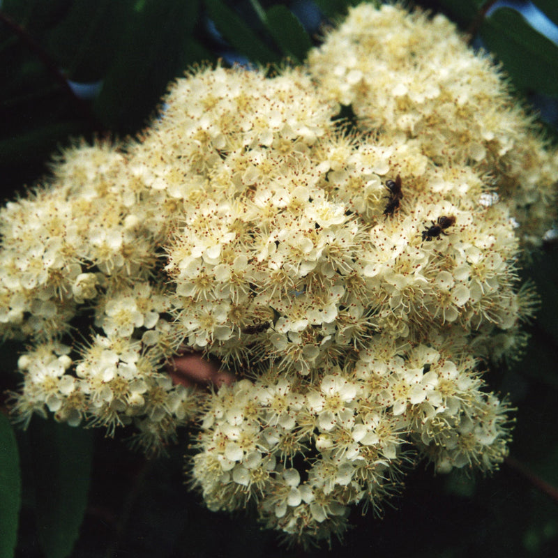 Zone 3 Native Plants