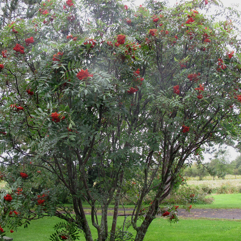 Shade Trees