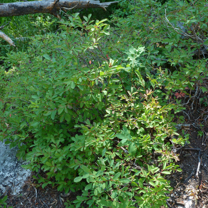 Berries