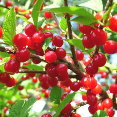 White & Red Nanking Cherries